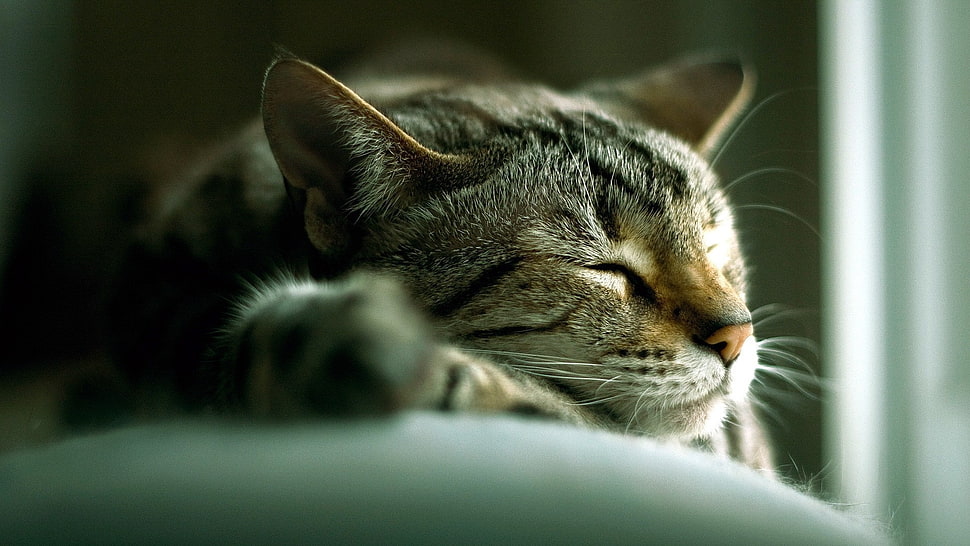 gray and black tabby kitten HD wallpaper