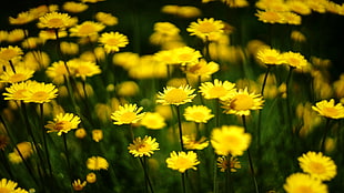 close up photography of yellow flowers