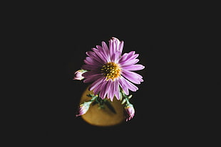 pink chrysanthemum flower, Aster, Flower, Petals HD wallpaper