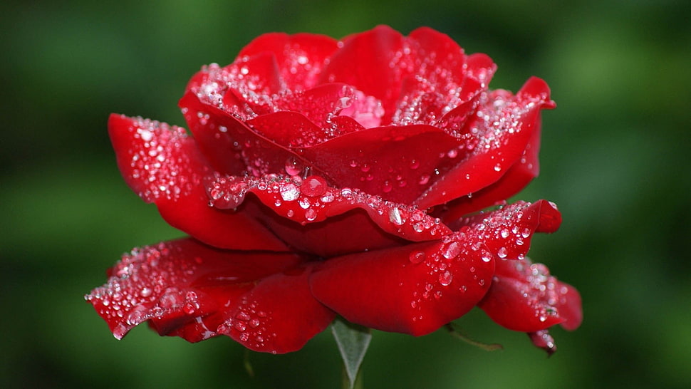 selective focus photography of red Rose HD wallpaper