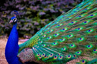 blue and green peacock at daytime