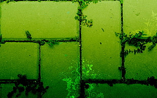 Texture,  Plants,  Green HD wallpaper