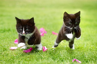 two tuxedo kittens, cat, grass, kittens, jumping HD wallpaper