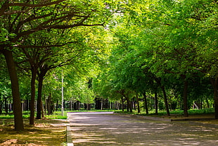 green leafed trees, forest, street