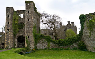brown bricked castle, castle