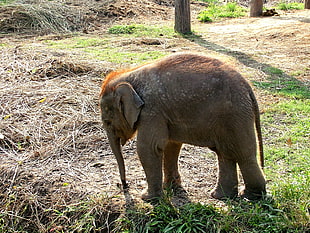 baby elephant on mud
