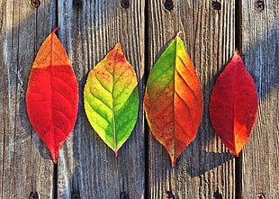 photography of two red leaf, one green leaf and one orange and green leaf