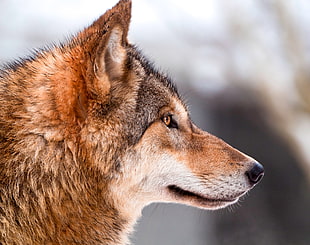shallow focus on a brown and black wolf