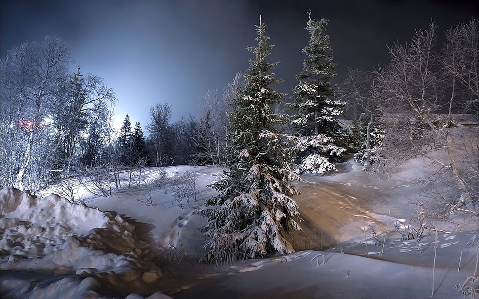 green pine tree, landscape, nature, winter, snow HD wallpaper