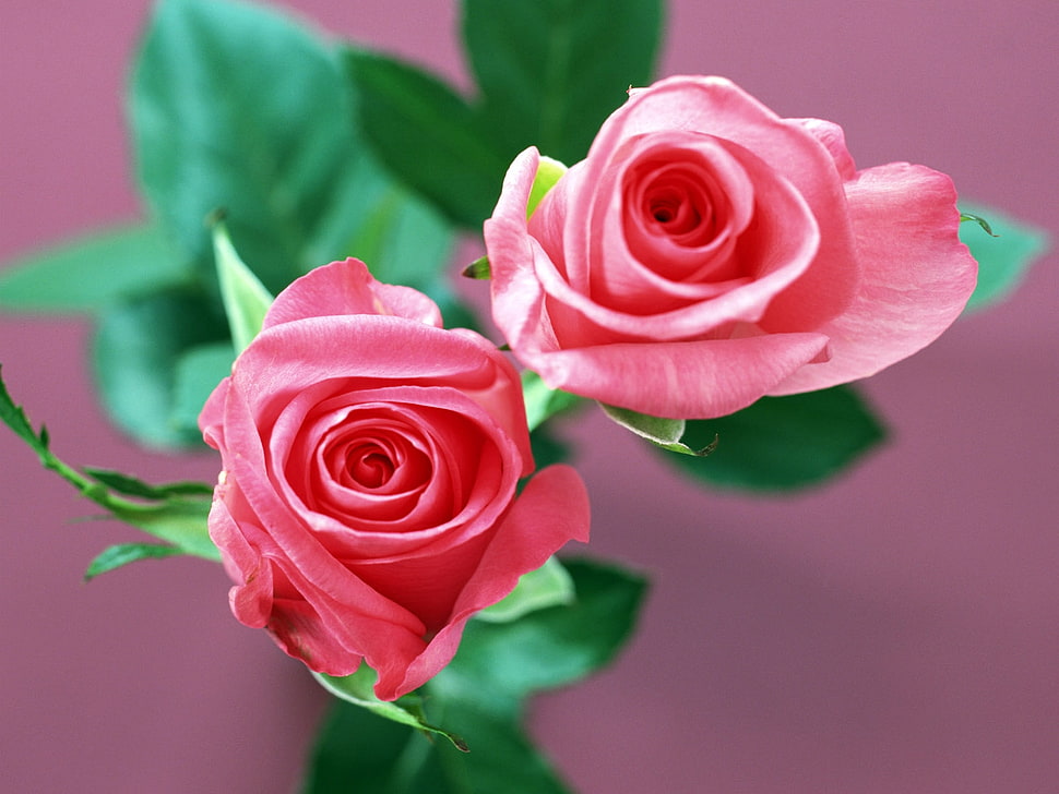 two pink-and-green roses HD wallpaper