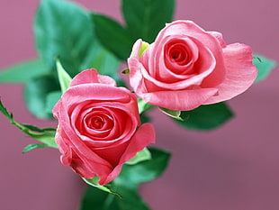 two pink-and-green roses