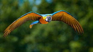 focus photo of african macaw on flight