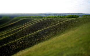 green grass field, landscape HD wallpaper