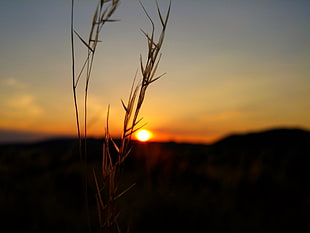 brown grass at sunset, nature, silhouette, bokeh, sunset