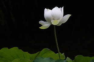 white Water Lily flower in close up photo
