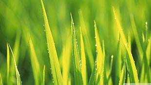 green grass, grass, green, water drops, plants