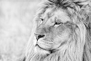 grayscale photo of lion