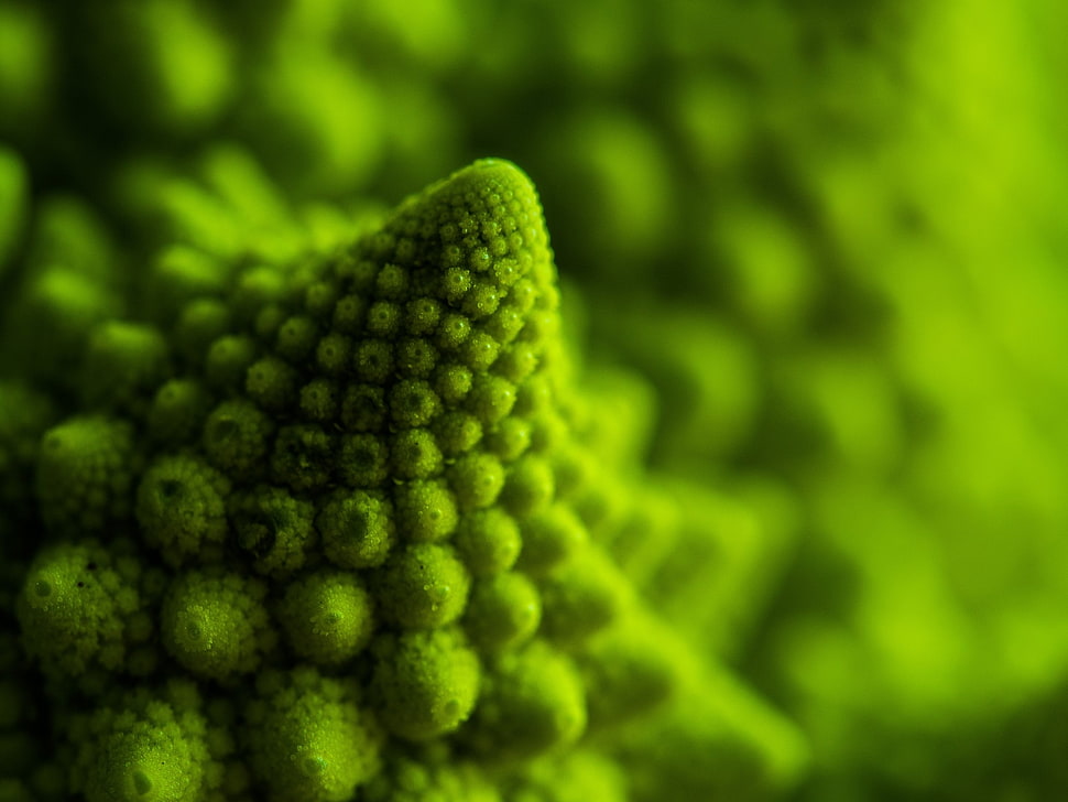 selective focus photography of green fruit HD wallpaper
