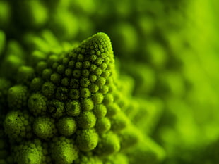 selective focus photography of green fruit