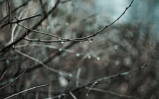 selective focus photography of tree branches