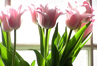 pink petal flowers, tulips