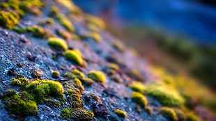 close-up photo of green grass HD wallpaper