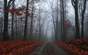 red leaf tree line and road