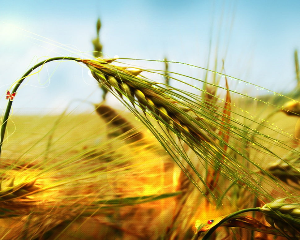 selective focus photography of wheat HD wallpaper