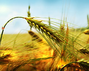 selective focus photography of wheat