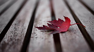 red maple leaf fallen on brown wooden surface