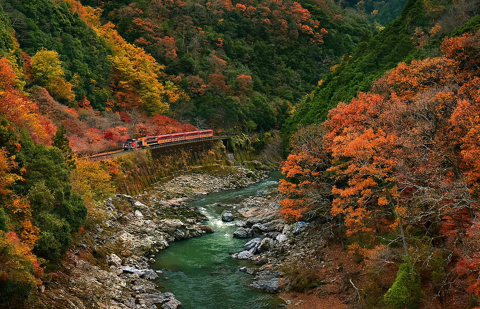 brown leafed trees, nature, landscape, forest, train HD wallpaper