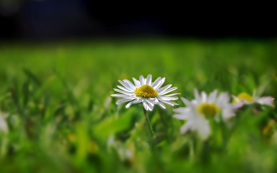 selective focus photography of white daisy HD wallpaper