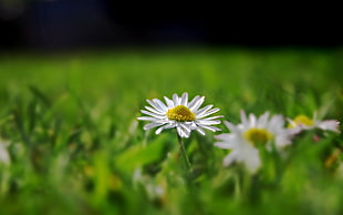 selective focus photography of white daisy