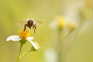 selective focus photography of Honeybee in flight above yellow flower