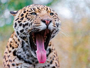 Jaguar opening it's mouth HD wallpaper