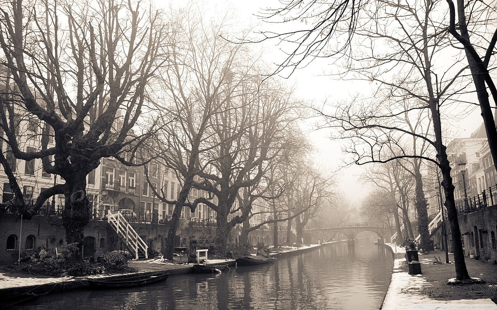 bare tree, cityscape, Amsterdam, Utrecht HD wallpaper