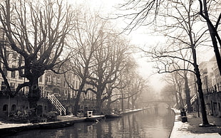 bare tree, cityscape, Amsterdam, Utrecht