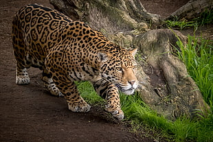 jaguar walking near tree