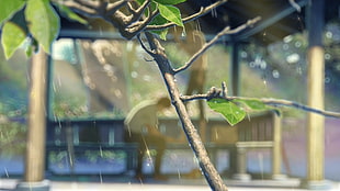 brown branch, The Garden of Words, summer, sunlight, Makoto Shinkai 