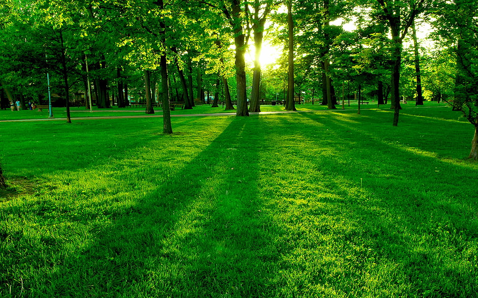 green forest and grass field under sunny sky HD wallpaper