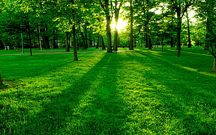 green forest and grass field under sunny sky