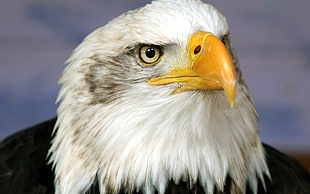 closeup photo of bald eagle