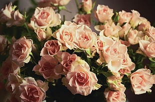 photography of pink Roses