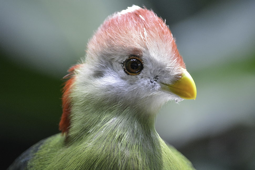 shallow photography of white and green bird, turaco HD wallpaper