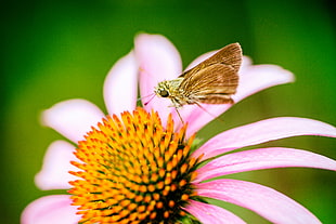 photography of brown moth on pink petaled flower