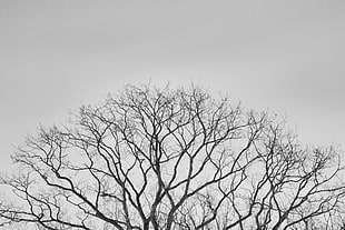 bare tree under grey sky during daytimne HD wallpaper
