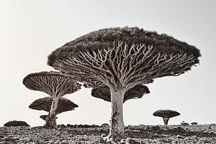 grayscale photo of trees, socotra