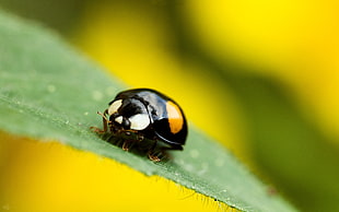 macroscopic photo of black insect on green leaf