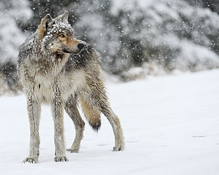 gray coated wolf HD wallpaper