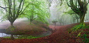 green trees, forest, moss, mist, trees